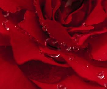 Macro shot of water drops on rose