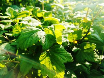 Close-up of green leaves