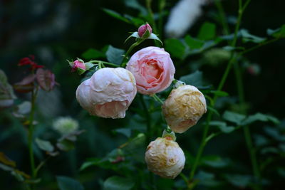 Close-up of pink roses