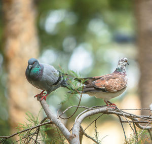 Close-up of birds perching on branch