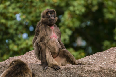 Monkey sitting on rock in zoo