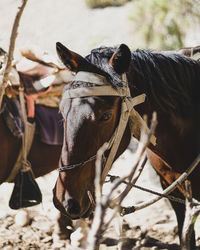 Close-up of horse on field