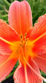 Close-up of orange hibiscus