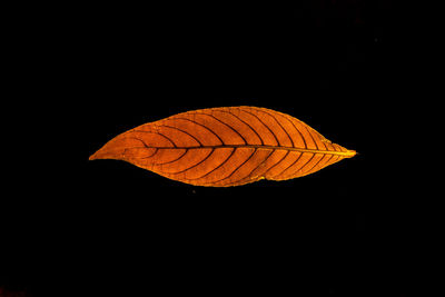 Close-up of a leaf against black background