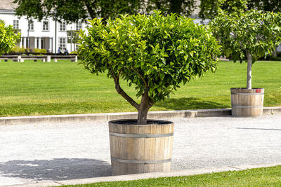 Close-up of potted plant in garden