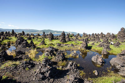 Plants growing on rocks against clear sky