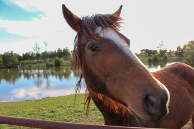 Horse in a farm