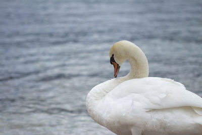 Close-up of swan swimming in lake