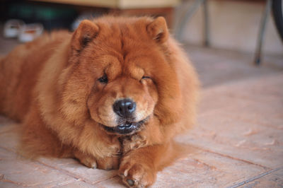 Close-up of chow resting at home