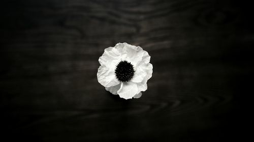 Close-up of flower blooming outdoors