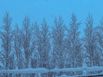 Frozen trees on snow covered landscape