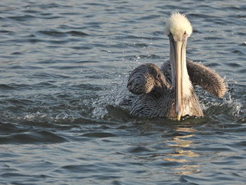 Duck swimming in lake