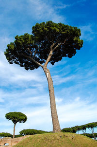 Low angle view of tree growing at field against sky