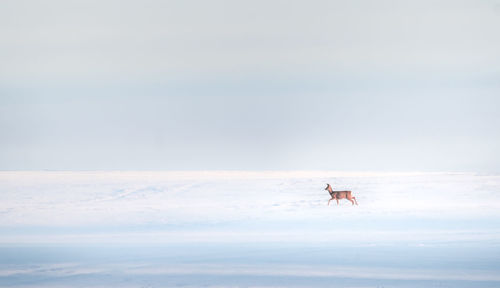 A beautiful winter landscape with roe deer feeding on the field in distance.