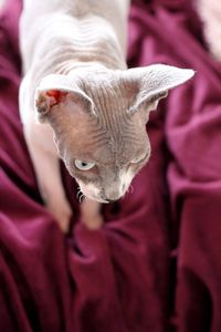 Close-up of sphynx cat by pink indoors