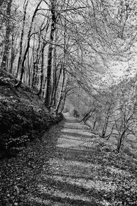 Bare trees in forest