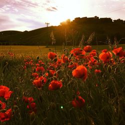 Poppy blooming in field at sunset