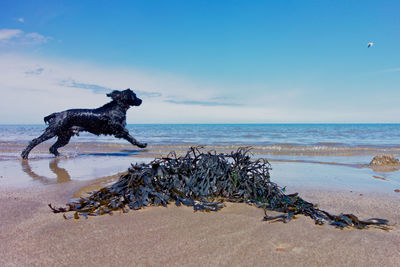 Dog on beach against sky