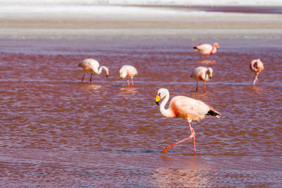 Flock of birds in the sea