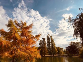 Low angle view of trees by lake against sky during autumn