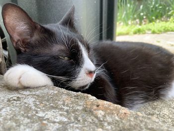 Close-up of a cat resting