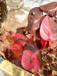 High angle view of dried autumn leaves