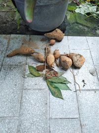 High angle view of plant growing on footpath