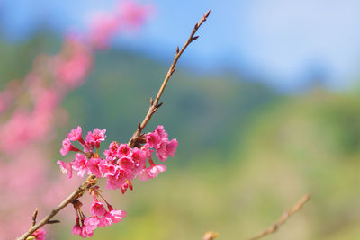 Close-up of pink flowers on branch