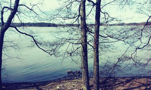 Bare trees by lake