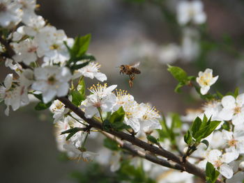 Close-up of bee on white cherry blossom