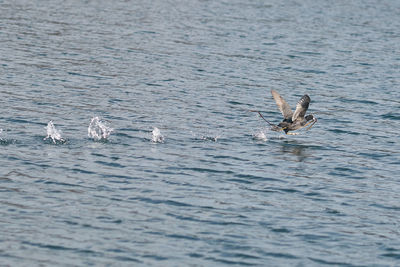 Ducks swimming in lake