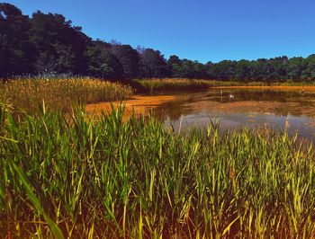 Scenic view of lake against clear sky