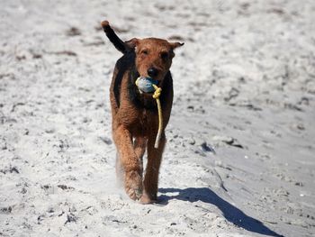 Dog walking on sand at beach during sunny day