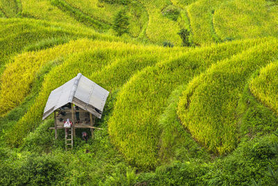 Scenic view of agricultural field