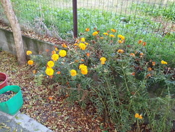 Flowers blooming in field