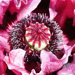 Close-up of fresh red flowers blooming outdoors