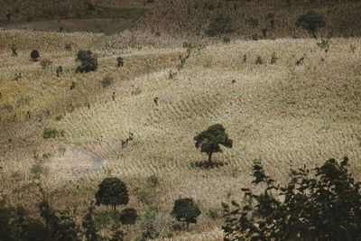 Shadow of tree on landscape