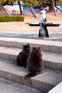 High angle view of cats relaxing on bench