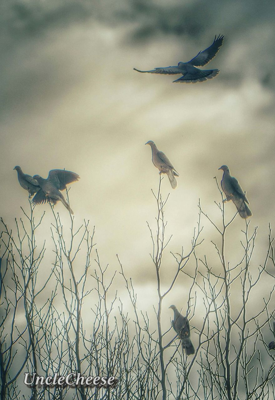 bird, animals in the wild, animal themes, animal wildlife, flying, nature, no people, outdoors, day, beauty in nature, growth, spread wings, sky