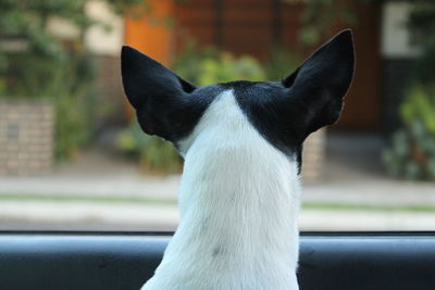 Dog watching out from car window