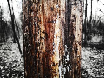 Close-up of tree trunk during winter