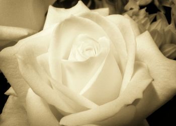 Close-up of white rose