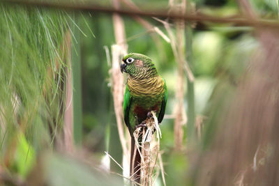 Close-up of a bird perching on a brunch