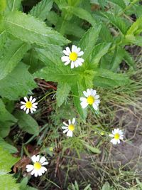 Close-up of white flowering plants