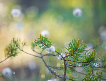 Beautiful white, fluffy cotton-grass heads in swamp during spring blooming.