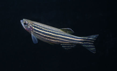 Close-up of fish swimming against black background