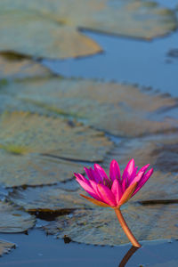 Close-up of pink water lily in lake