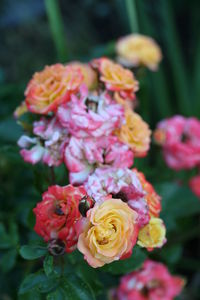 Close-up of pink roses blooming outdoors