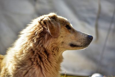 Close-up of a dog looking away