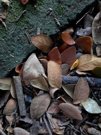 High angle view of plants